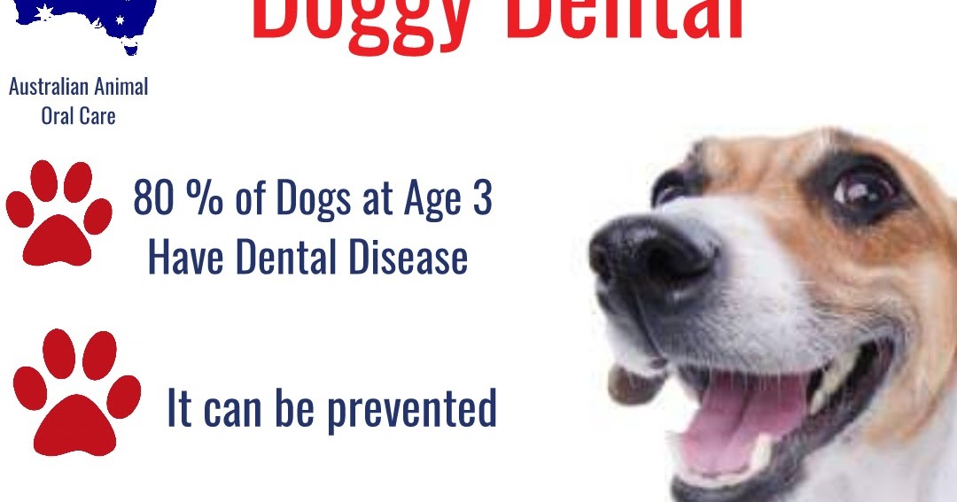 Dog Teeth Cleaning Anesthesia Free Dental Cleaning