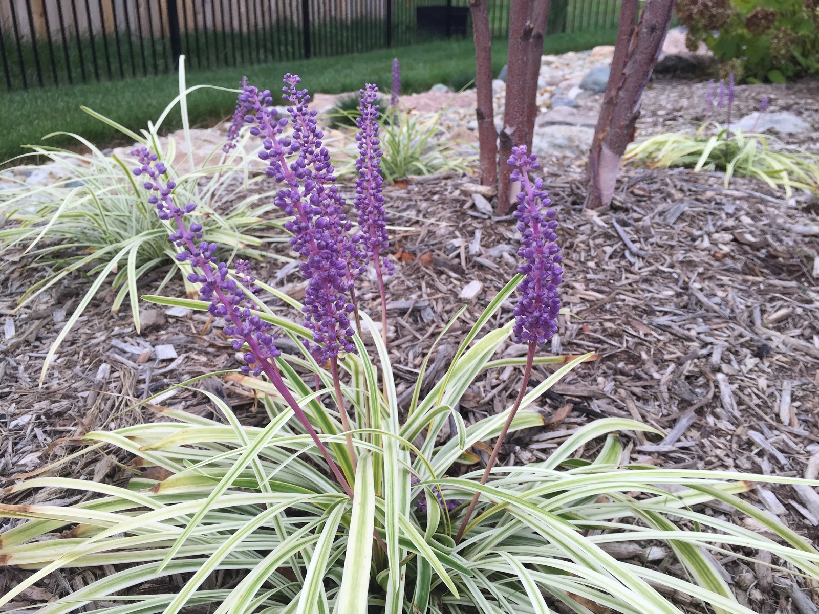 Backyard Neophyte Landscaping Blog List of Plants in My Yard