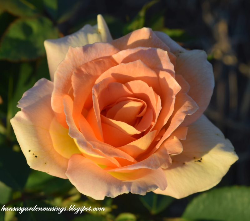 Garden Musings: Griffith Buck Rose