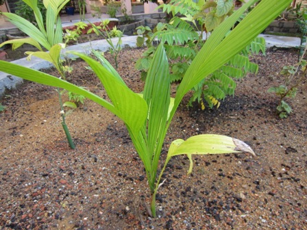 Pokok Pinang In English / Tk plants ,Jawa palm , palm tree，indoor