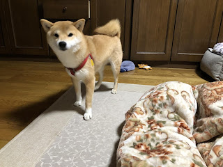 遊んでもらえるのかなと思っている柴犬ゆき富山