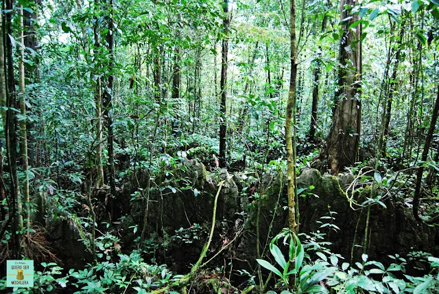 Parque Nacional del Gunung Mulu (Borneo, Malaysia)