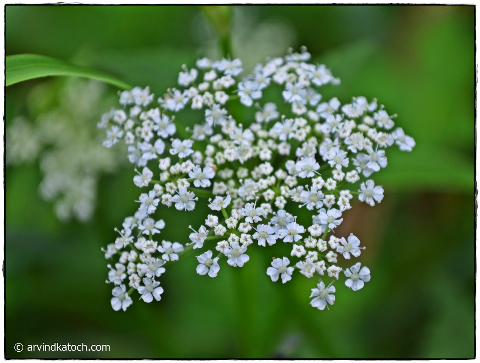 Tiny White Flowers, Beautiful, 