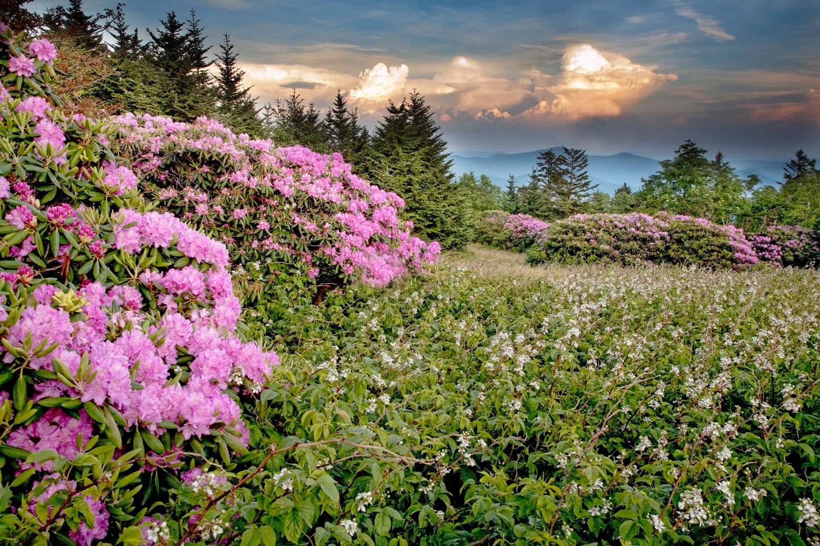 Journeys with Light Photographs of Roan Mountain