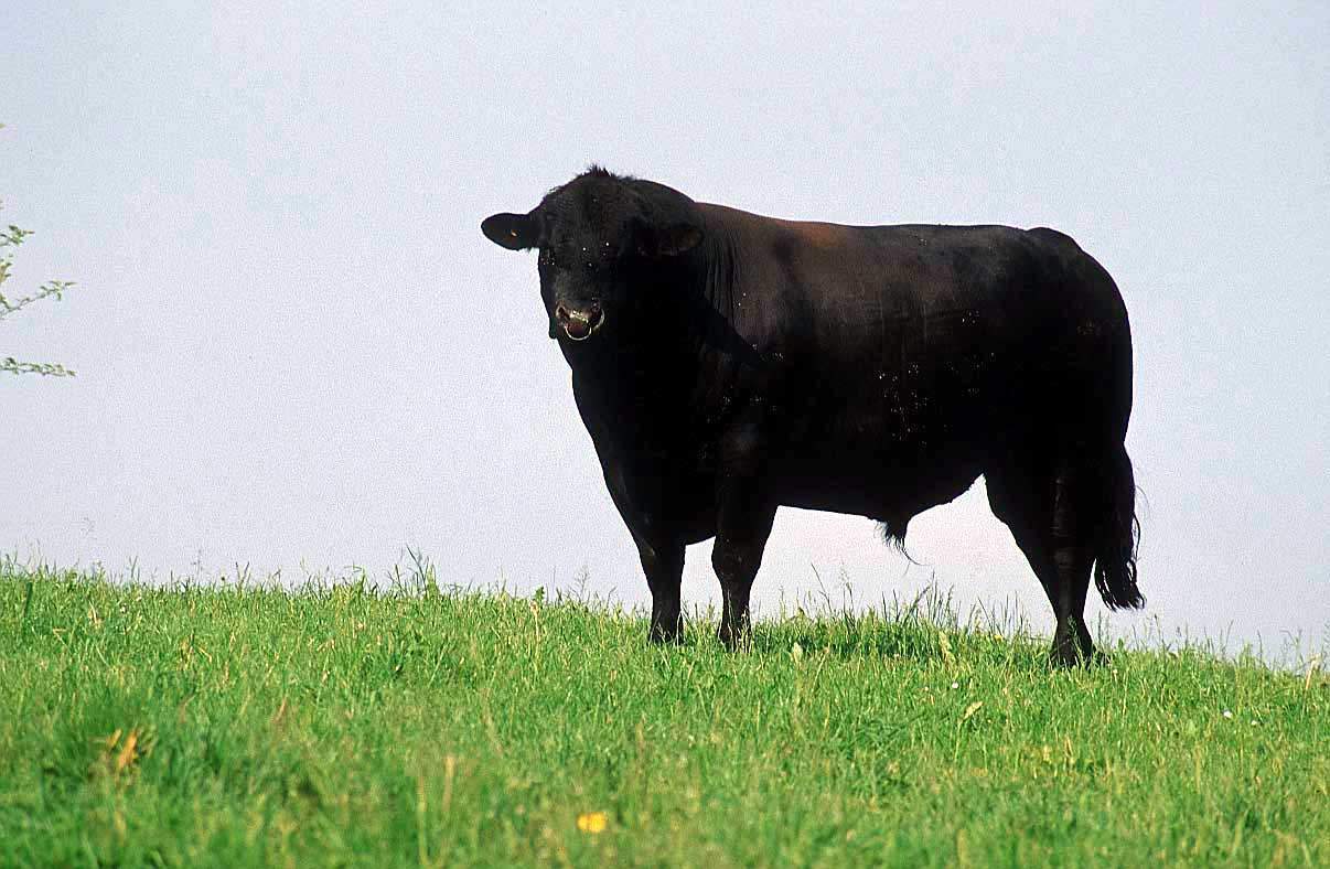 Gambar Binatang: Banteng