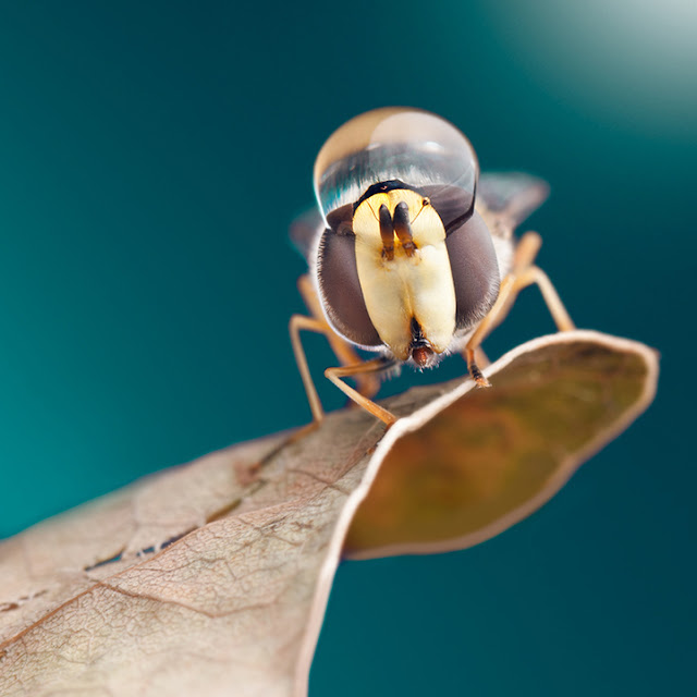 Εντυπωσιακές macro φωτογραφίες εντόμων