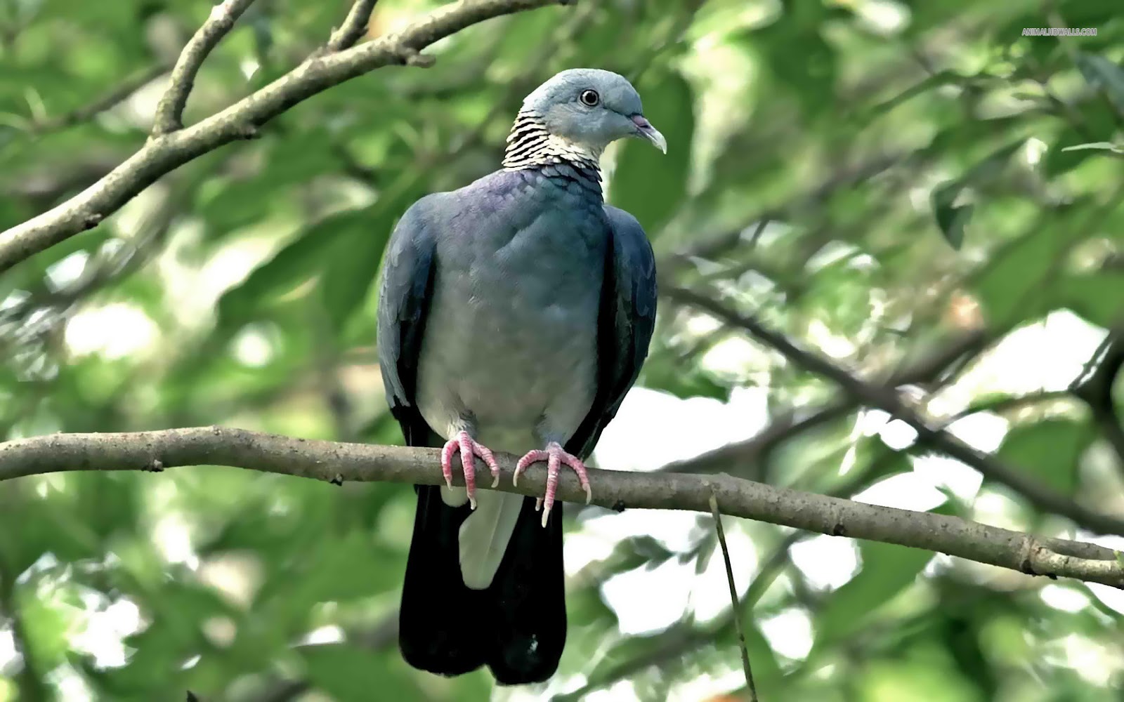 Awesome & Beautiful wallpapers OF Pigeon In HD - For More Wallpapers