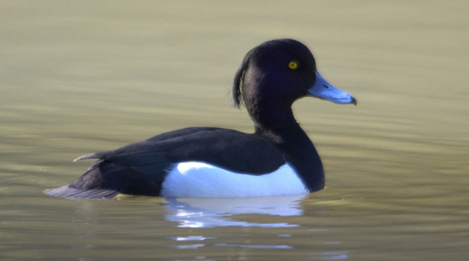clearlyconfused: Tufted Duck in the Neighborhood