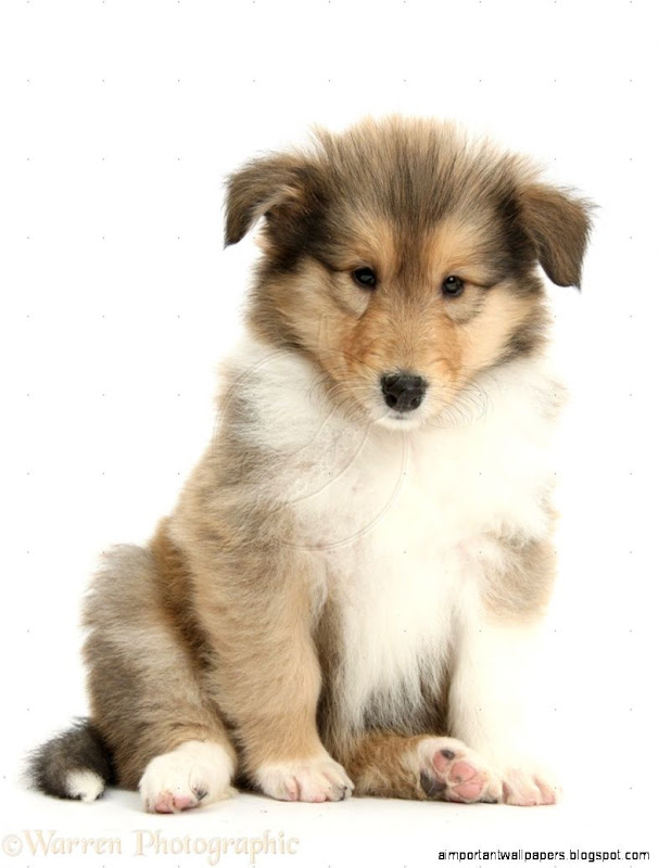 Collie Puppy Pictures   Desktop Backgrounds