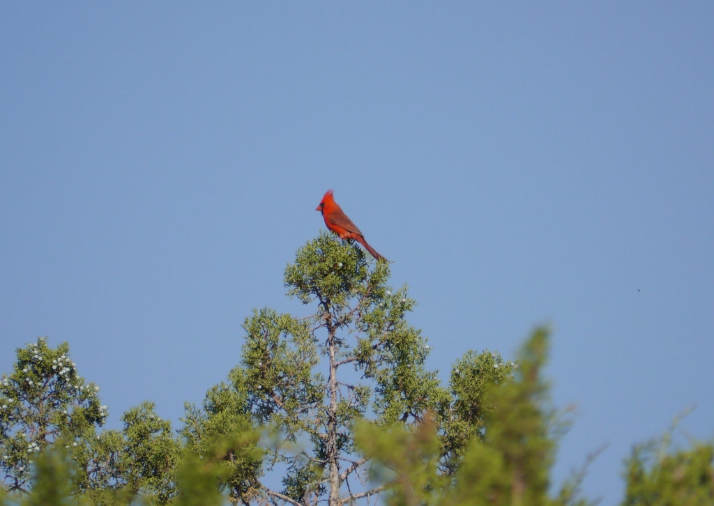 Sugarloaf Road Sedona Arizona Cardinal