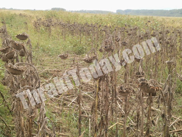 Ρημάζουν τον κάμπο της Ξάνθης τα αγριογούρουνα – Καταστρέφονται οικονομικά οι αγρότες [video + photos]