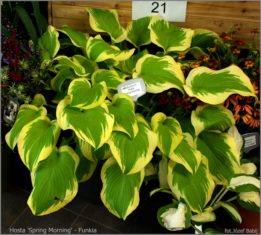 Plant Gallery - Encyklopedia Roślin: Hosta 'Spring Morning' - Funkia ...