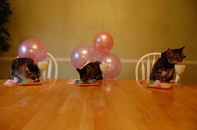 Cats Birthday Parties Seen On www.coolpicturegallery.us