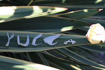 Yucca Spelled With Blossom Parts 