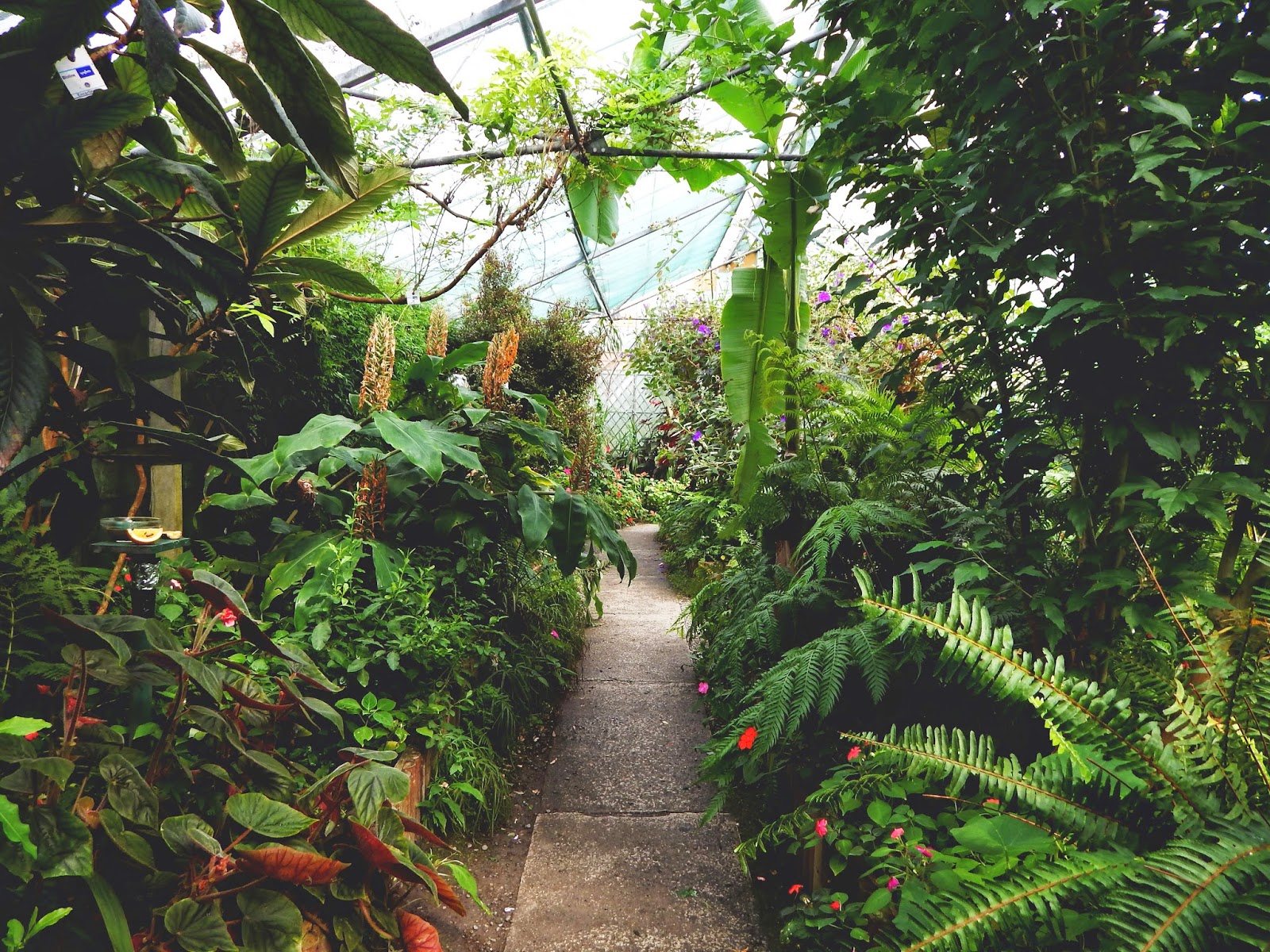 Seaforde Tropical Butterfly House Alphabeth