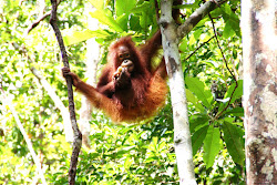 rainforest tropical animals plants animal biome rainforests flora palm oil plant orangutan kicking apjjf biomes climate extinction rid imminent headache