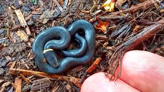 Smallest Snake Encounter