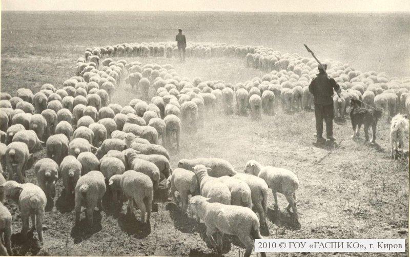 Овцеводство в англии 17 век. Бревиарий гримани. Крестьян овцы. Овчарня хлев. Крестьян овцы.