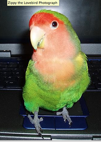 "Zippy"the Lovebird