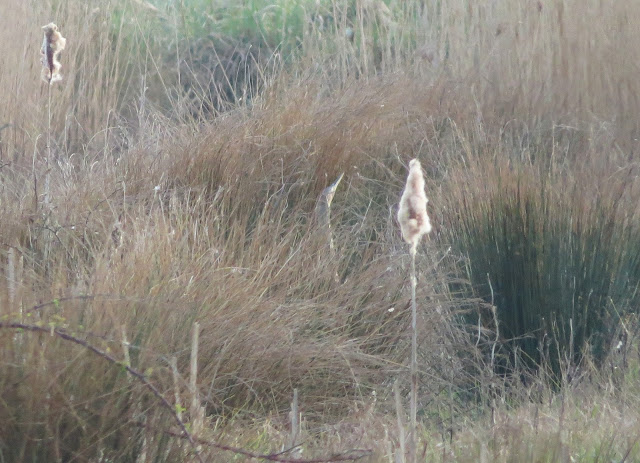 American Bittern - Carlton Marshes, Suffolk