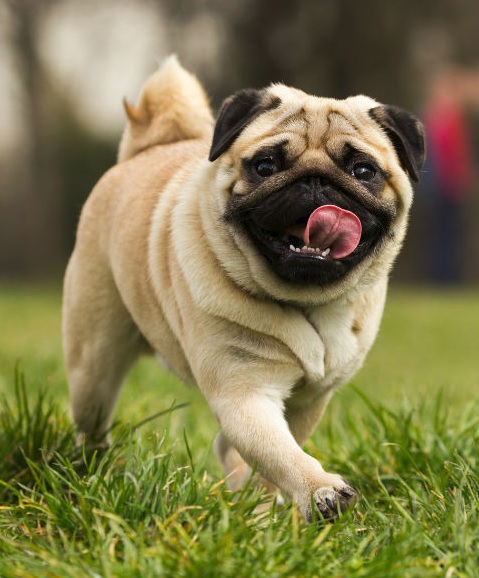 pure pug