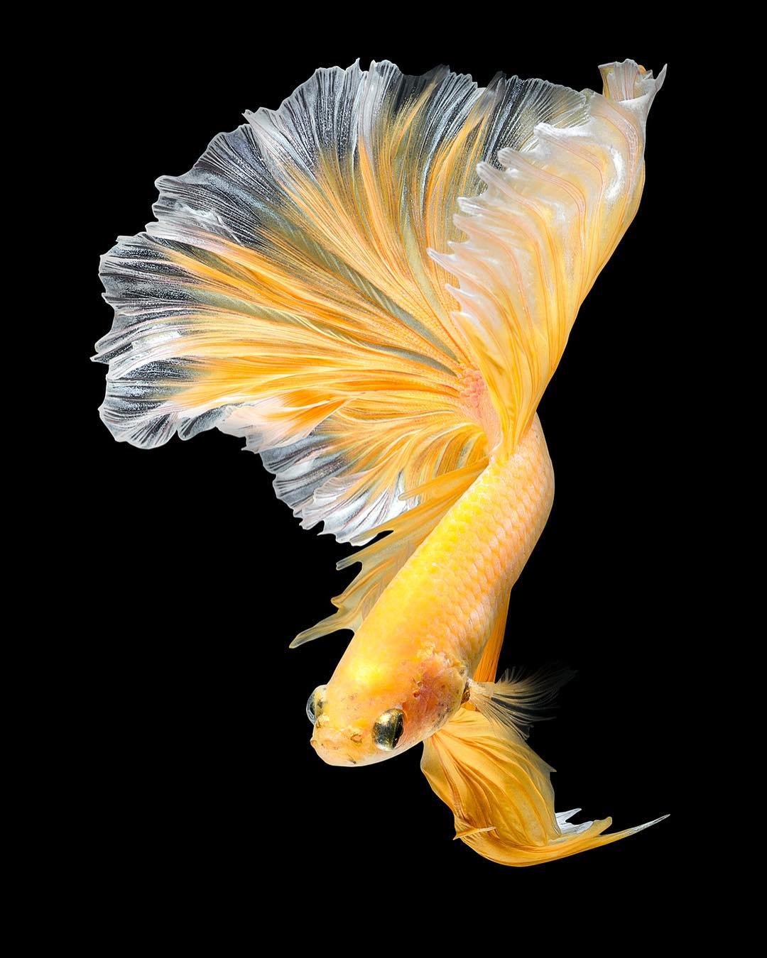 Gambar Ikan Cupang Bagus