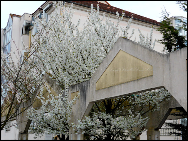 Cerisier en fleurs Versailles Jussieu