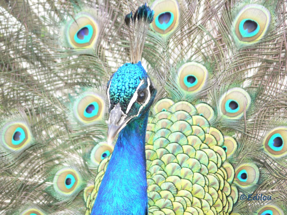 Paon pour Klimt, Peacock for Klimt, ПАВЛИН ДЛЯ КЛИМТА