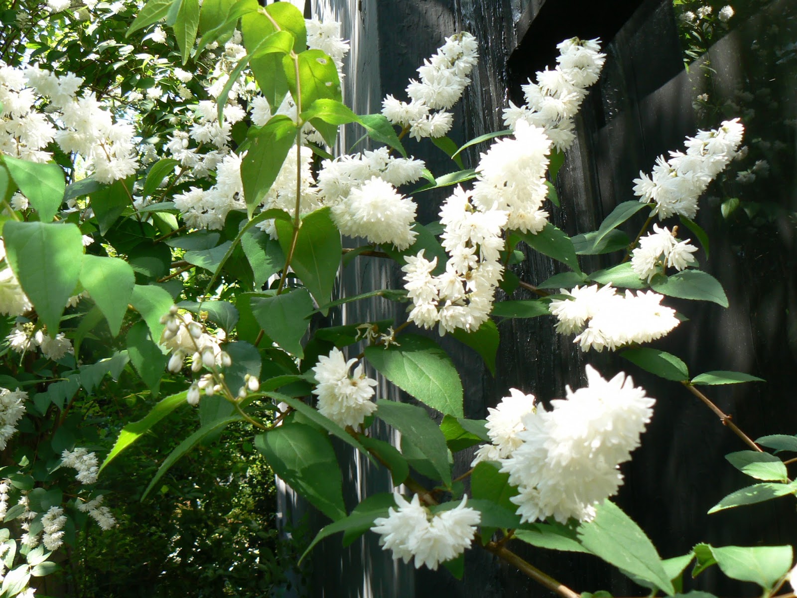 Deutzia Scabra
