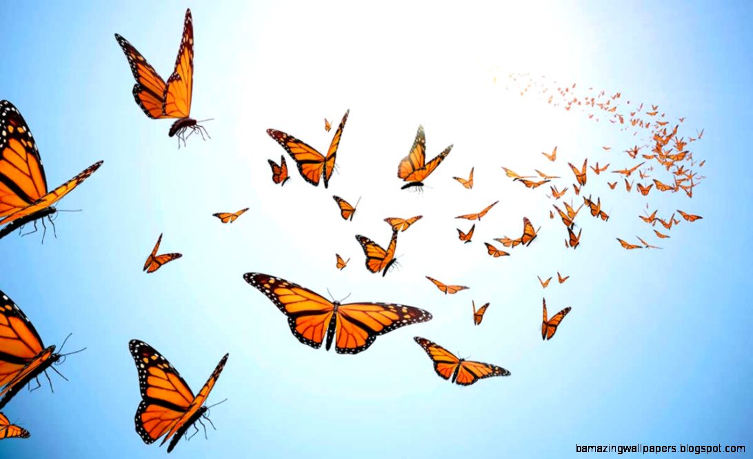 Images Of Butterflies Flying