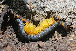 centipede centipedes eggs orange mother garden wallpapers insects bugs millipedes visit unknown posted am fr google