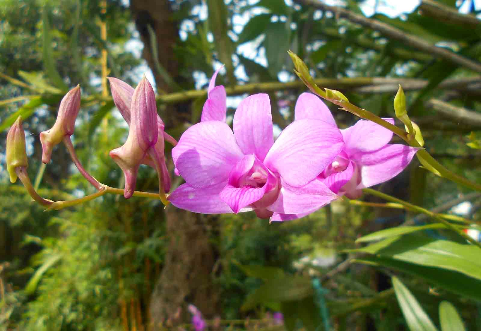 Foto Bunga  Anggrek  yang Indah Blognya Agus Setya Fakhruddin
