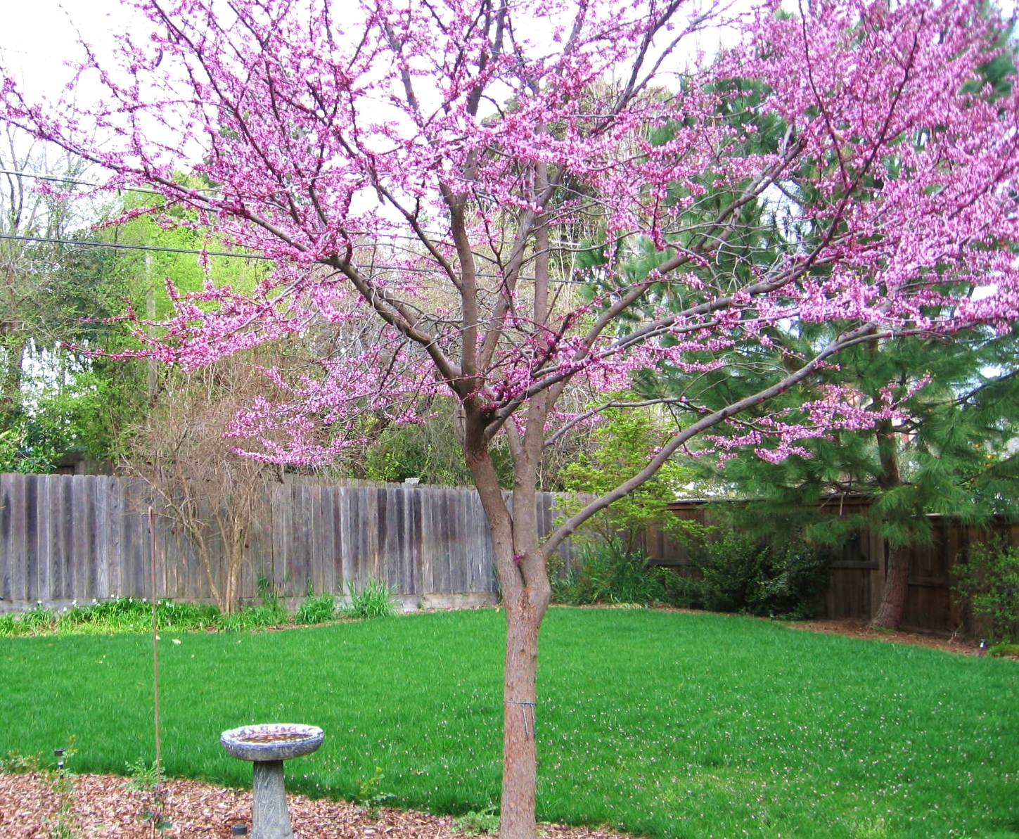 A Kansas Prairie Garden: A new tree!