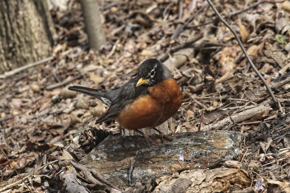 The Last Leaf Gardener Significance of a Robin's Red Breast
