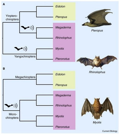 Bats United, Microbats Divided