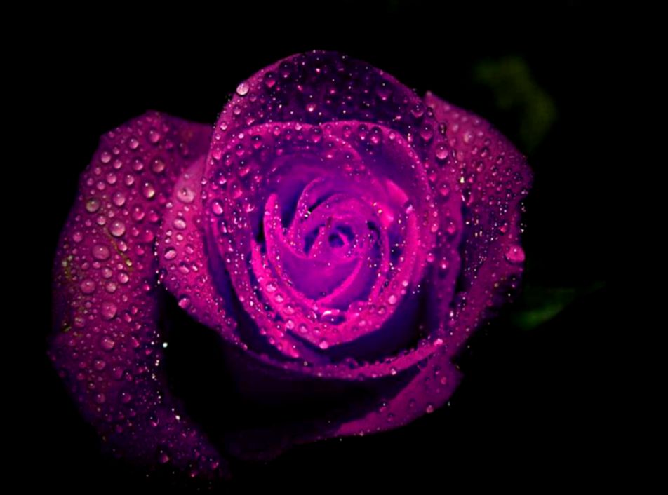 Purple Rain Rose