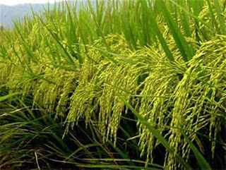 AGRICULTURAL CREDIT GUARANTEE SCHEME FUND (ACGSF)