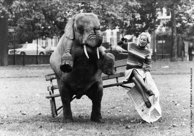 Old+&+Funny+Photos+of+Elephants+(2).jpeg