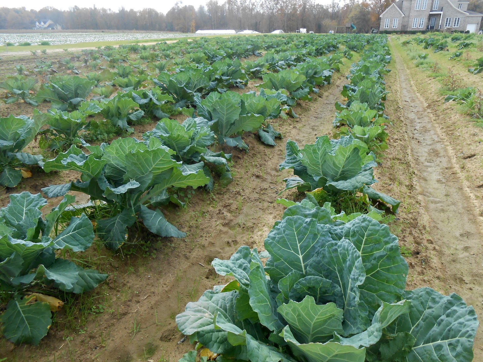 Healthy southern collard greens recipe Southern With A Twist: Collard Greens and Pork Shanks… Farm Trips with my BFFF Mary!