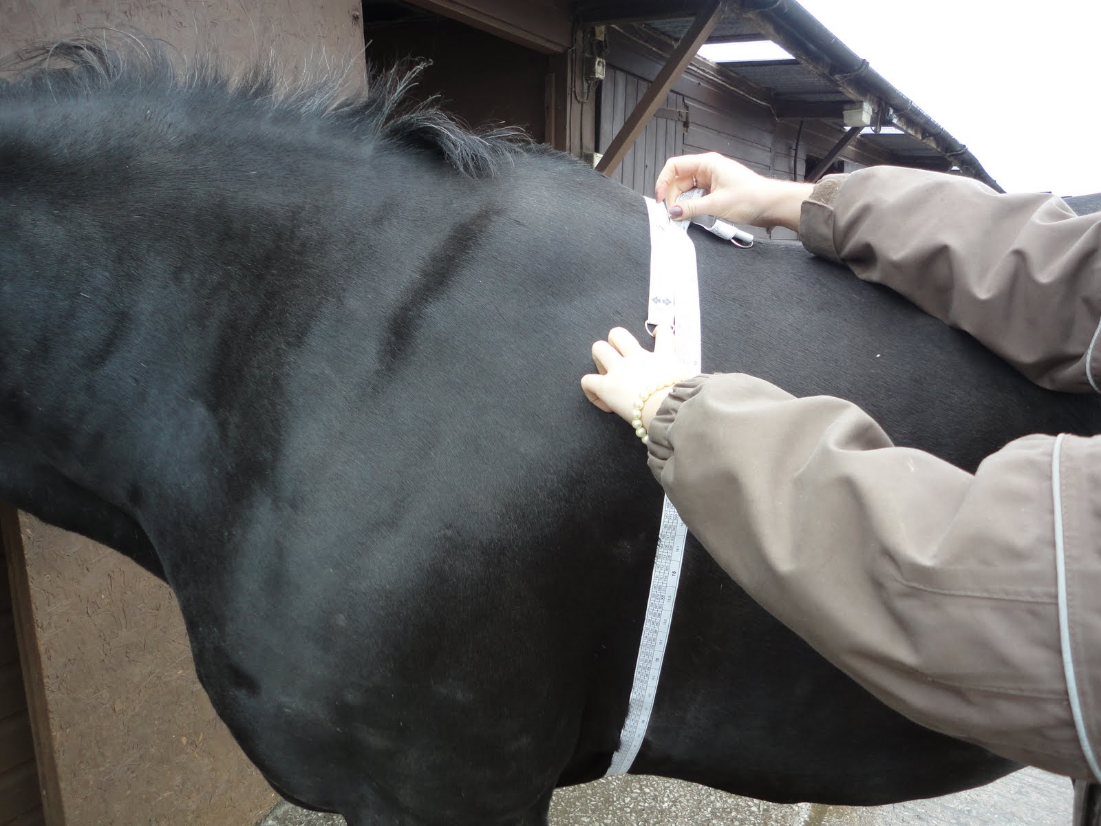 The Horse Talker Is Your Horse The Correct Weight?