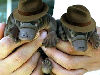 Руки держут двух маленьких утконосов в шляпах.