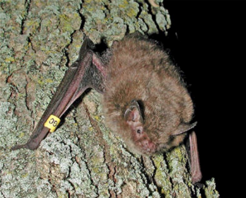 PA Environment Digest Blog On Ways Projects Can Avoid