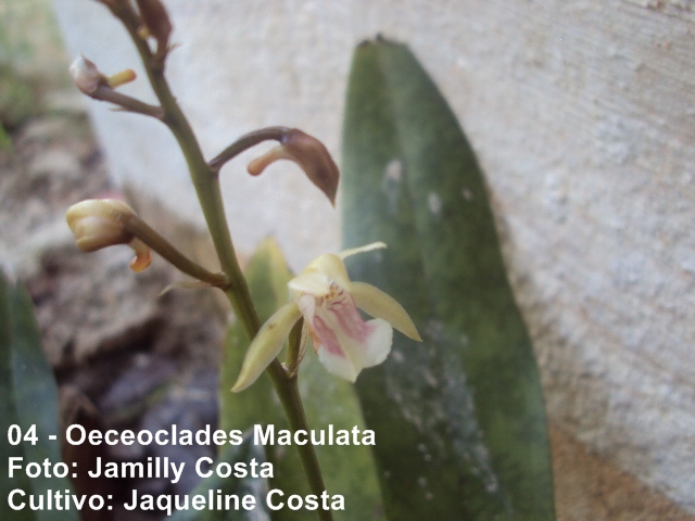 A Horta Lá de Casa: Oeceoclades Maculata - A orquídea desvalorizada