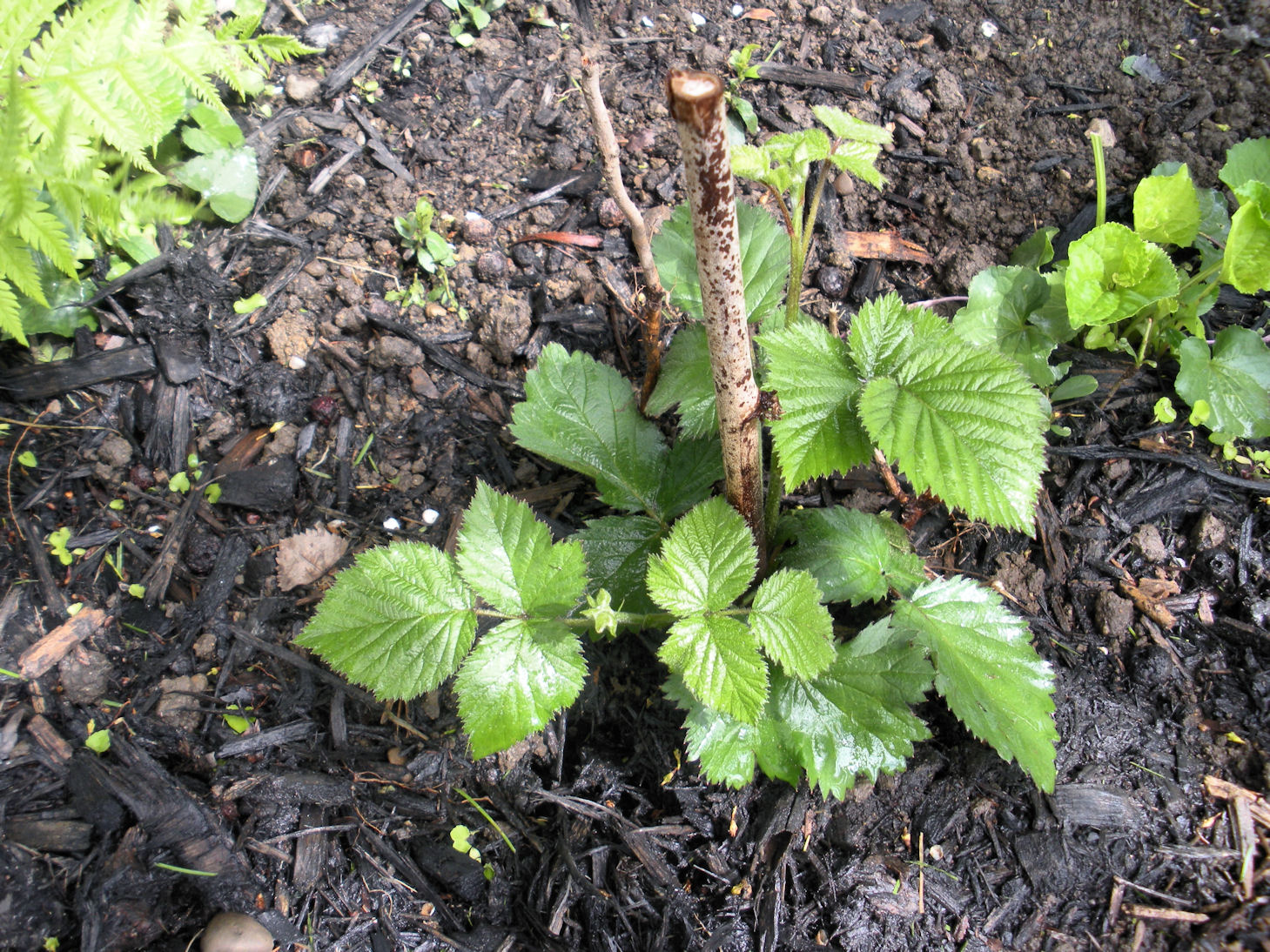 CattyCorner Cottage Friday Pictures