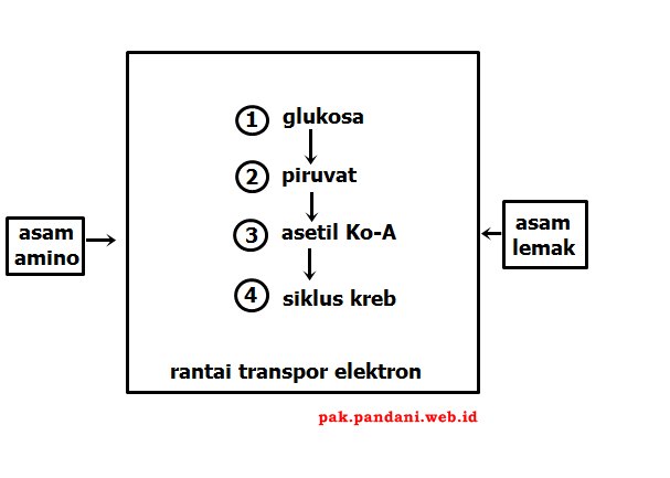 Perhatikan Bagan Katabolisme Karbohidrat Berikut Masuknya Asam Amino Dan Asam Lemak Ke Jalur Penguraian Glukosa Terjadi Pada Proses Blog Pak Pandani