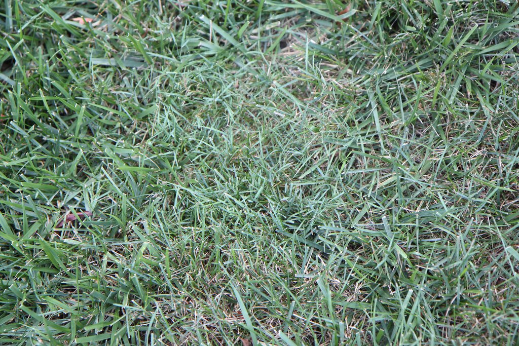 Adventures In Gardening Missed some creeping bentgrass!