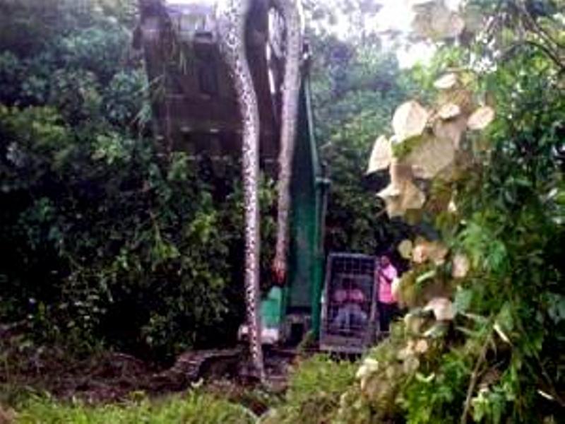 Ular Raksasa Terbesar Dan Terpanjang Di Dunia Alam Mentari