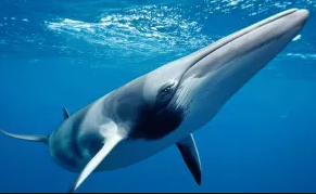 h paus terbesar kedua dan hewan terbesar kedua d PAUS SIRIP ( PAUS BERSIRIP )