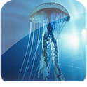Download 3D Jellyfish Live Wallpaper v1.0 apk fore android phones
