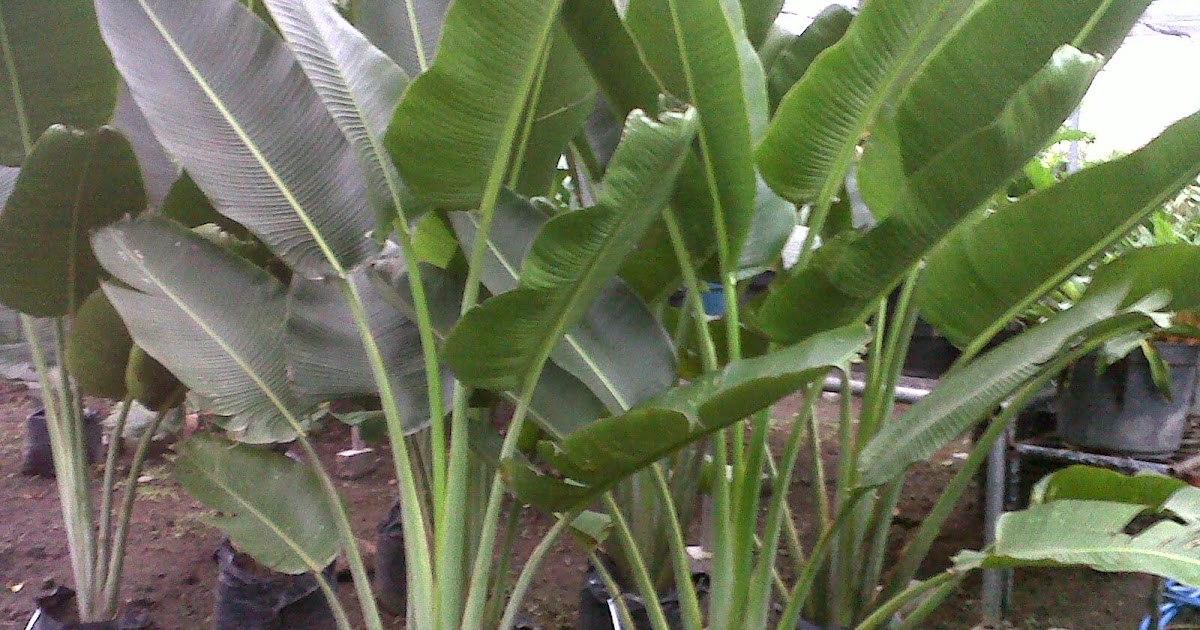 Jual pohon pisang kipas revenala madagascariensis 